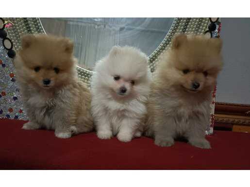 Pomerian Poo 