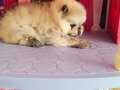 Yavru Pomerian Boo 