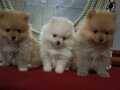 Pomerian Poo 