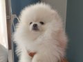 Pomerian Poo 