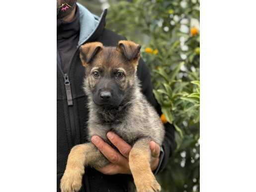 Şampiyon Anne Babadan Yavru Workingline