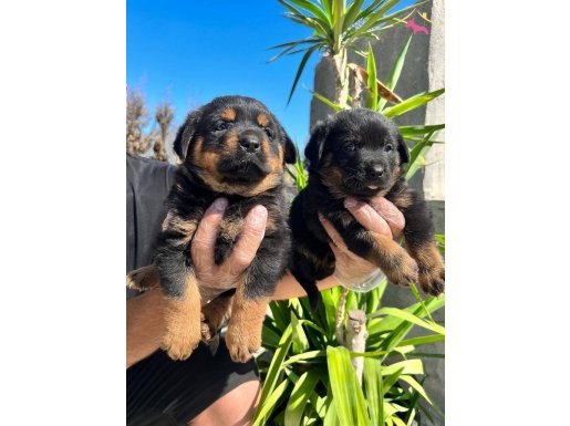 Kocakafa rottweiler yavrularım