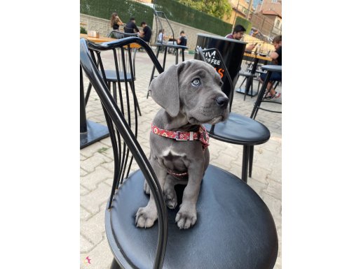 A Kalite Blue Cane Corso yavrularım