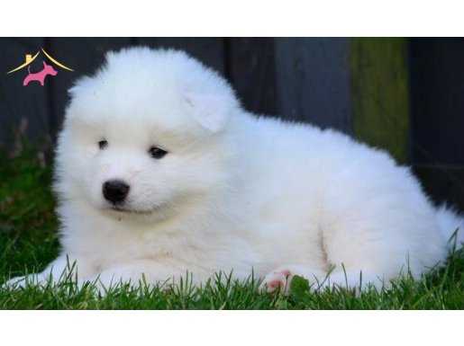 KAR BEYAZI A KALİTE SAMOYED BEBEKLERİM