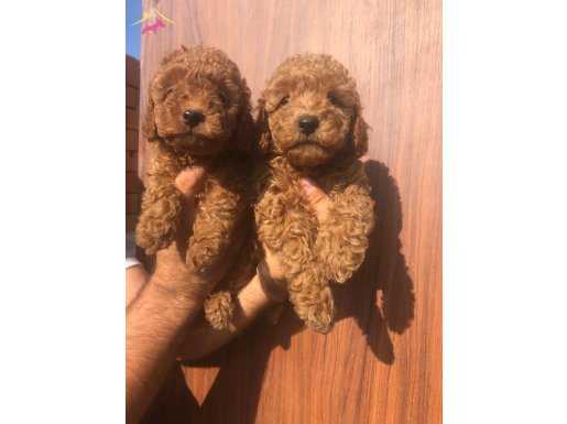 Oyuncak gibi poodle-toy yavrularım