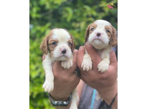 CAVALIER KING CHARLES BEBEKLERİM