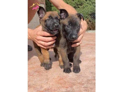 Atik Belçika Malinois yavrularım