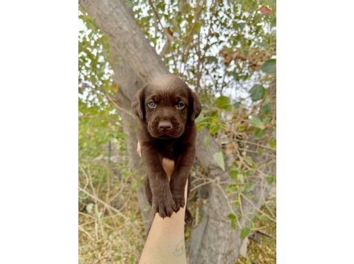 SİYAH ÇİKOLATA LABRADOR YAVRULARIM