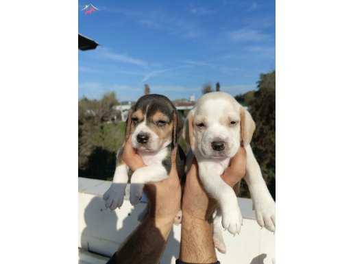 DÜNYALAR TATLISI BEAGLE YAVRULARIM