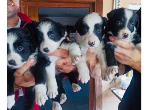 zeki dostlarınız border collie bebeklerimi