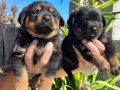 Kocakafa rottweiler yavrularım