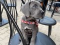 A Kalite Blue Cane Corso yavrularım