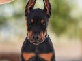 Duruşunda asalet olan Doberman yavrularım