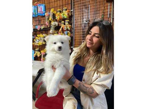 PAMUK SAMOYED A KALİTE BEBEKLER IRK GARANTİLİ 