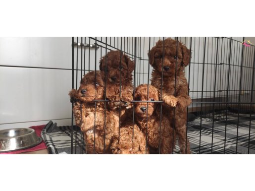 A SECERE ÜST KALİTE TOY POODLE BEBEKLERİMİZ 