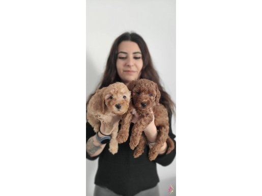 A SECERE SEVİMLİLİK ABİDESİ TOY POODLE 