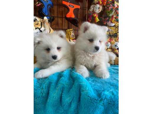 PAMUK BEBEKLER SAMOYED