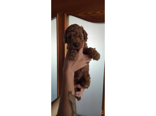 ŞEKER Mİ ŞEKER TOY POODLE A SECERE 