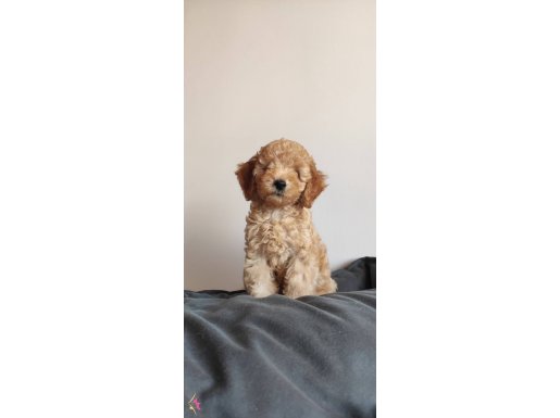 MUHTEŞEM TOY POODLE BEBEKLERİMİZ A SCR