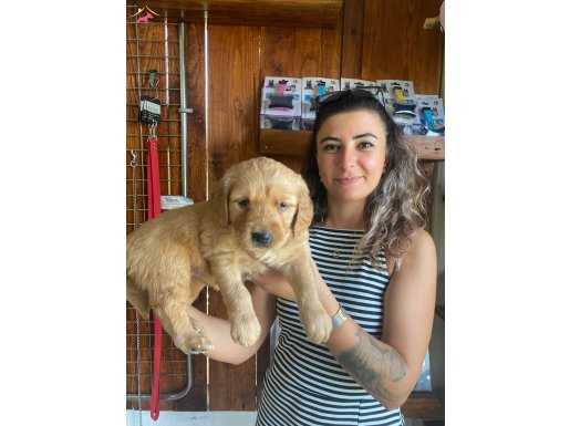 EN İYİ AİLE KÖPEĞİ GOLDEN RETRİEVER 