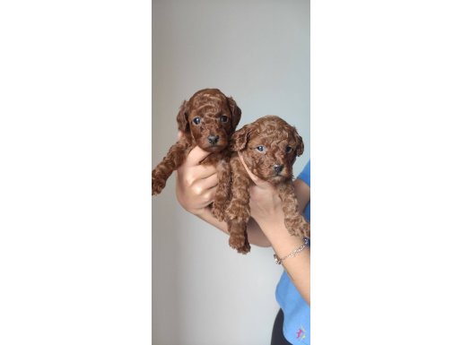 EN KOYUSU EN GÜZELİ A SCR TOY POODLE 