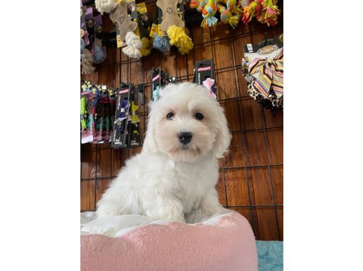 IRK GÜZELİ PAMUK MALTESE TERRİER BEBEKLER 