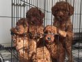 A SECERE ÜST KALİTE TOY POODLE BEBEKLERİMİZ 