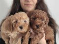 A SECERE SEVİMLİLİK ABİDESİ TOY POODLE 