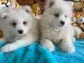 PAMUK BEBEKLER SAMOYED