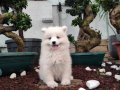 KAR TOPU SAMOYED BEBEKLER 