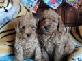 O BİR TOY POODLE A SECERE 