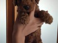 ŞEKER Mİ ŞEKER TOY POODLE A SECERE 