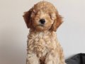 MUHTEŞEM TOY POODLE BEBEKLERİMİZ A SCR