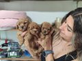 MUTLULUK DEPOSU TOY POODLE BEBEKLERİMİZ A SCR 