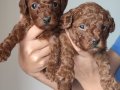 EN KOYUSU EN GÜZELİ A SCR TOY POODLE 