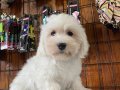 IRK GÜZELİ PAMUK MALTESE TERRİER BEBEKLER 