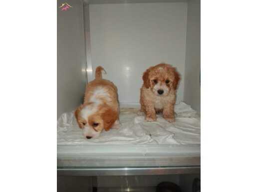 Party color maltipoo bebeklerimiz 