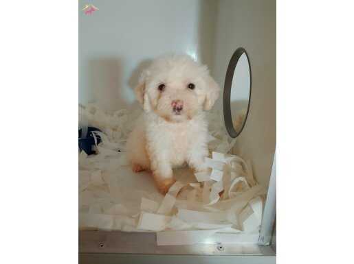Karbeyaz mini mini maltipoo bebeklerimiz. 