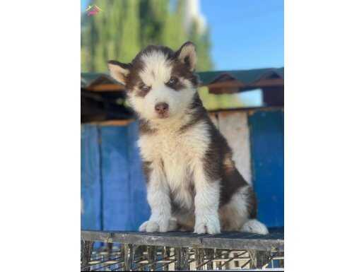 Üretim çiftliğinden kızıl ve standart husky  bebeklerimiz 