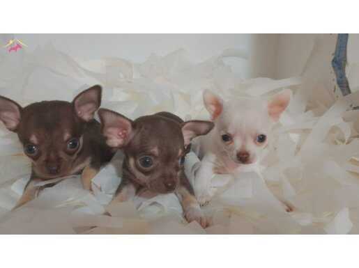 Elma kafa Chocolate ve karbeyaz teacup chihuahua bebeklerim 