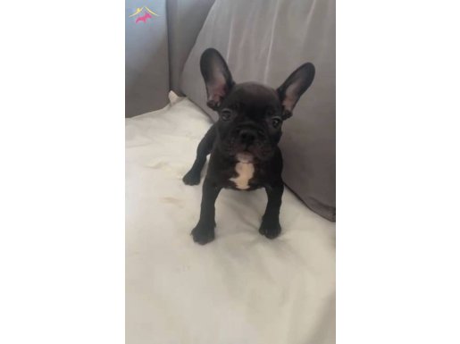Üretim çiftliğinden Anatomi harikası french bulldoglar 