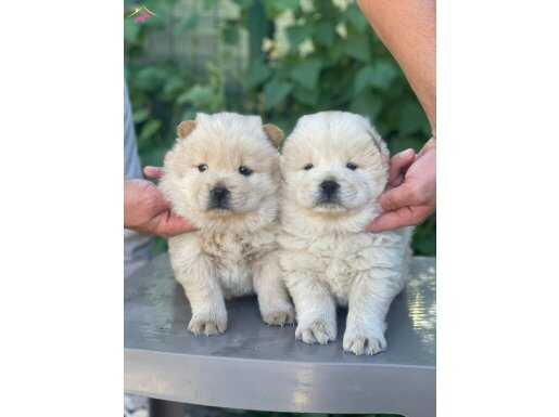 Üretim çiftliğinden kartopu gibi chow chowlar 