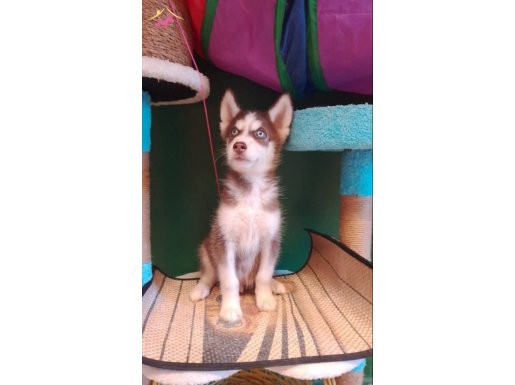 Kızıl beyaz husky yavru