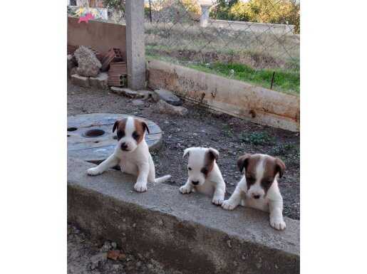 Üretim çiftliğinden ırk ve sağlık garantili kısa bacak jack