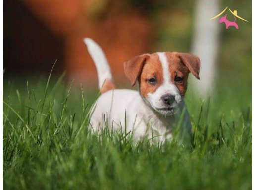 Üretim çiftliğinden kısa bacak Jack Russel bebekler