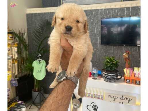 Üretim çiftliğinden baby face golden bebekler 