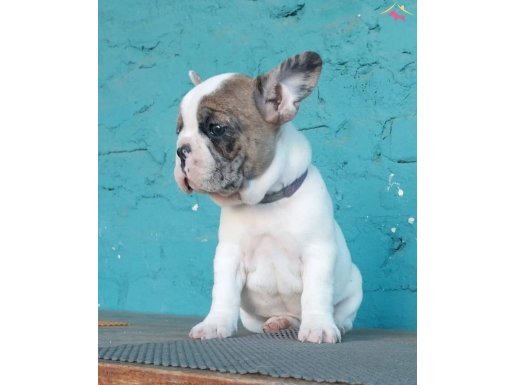 Üretim çiftliğinden Anatomi harikası french bulldog bebekler