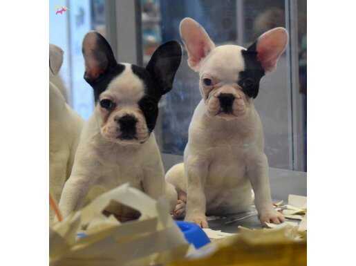 Üretim çiftliğinden ırk ve sağlık garantili french bulldog 