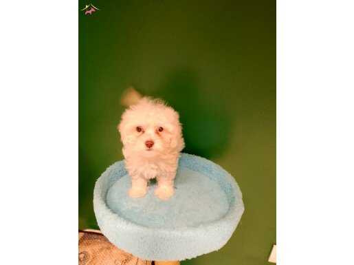 Mini boy maltipoo max 2 kg olacak 