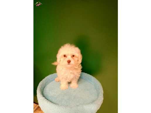 Üretim çiftliğinden ırk ve sağlık garantili mini maltese 